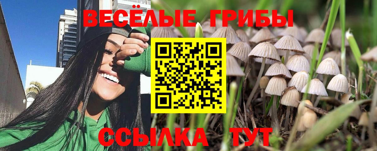 Галлюциногенные грибы GOLDEN TEACHER  Вход с VPN  Прохладный  Псилоцибиновые грибы Psilocybine cubensis 